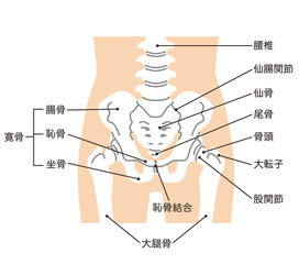 徳島市で妊娠中の腰痛でお悩みならつじ整骨院